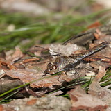Damselflies and dragonflies